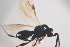  ( - NOCER-471)  @11 [ ] CC-NC-SA (2021) Arnstein Staverlokk Norwegian Institute of Nature Research