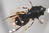  ( - NOCER-472)  @11 [ ] CC-NC-SA (2021) Arnstein Staverlokk Norwegian Institute of Nature Research