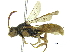  (Nomada ashmeadi - CCDB-09916 A02)  @11 [ ] CreativeCommons - Attribution (2016) CBG Photography Group Centre for Biodiversity Genomics