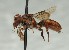  (Nomada grayi - CCDB-38304_G12)  @11 [ ] CreativeCommons - Attribution Share-Alike (2025) Cory Sheffield Royal Saskatchewan Museum