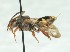  (Nomada banksii - CCDB-49423_A04)  @11 [ ] by  Cory Sheffield Royal Saskatchewan Museum
