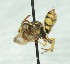  (Nomada suavis - CCDB-49423_B09)  @11 [ ] by  Cory Sheffield Royal Saskatchewan Museum