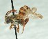 (Nomada luteopicta - CCDB-49423_F01)  @11 [ ] by  Cory Sheffield Royal Saskatchewan Museum
