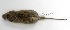  ( - CIBNOR 21405)  @11 [ ] No Rights Reserved (2015) Patricia Cortes-Calva CIBNOR