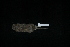  ( - CIBNOR 777)  @12 [ ] Copyright  P. Cortes-Calva Unspecified