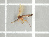  ( - NHMO-DAR-11693)  @11 [ ] CreativeCommons - Attribution Non-Commercial Share-Alike (2016) Unspecified University of Oslo, Natural History Museum