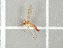  ( - NHMO-DAR-11701)  @11 [ ] CreativeCommons - Attribution Non-Commercial Share-Alike (2016) Unspecified University of Oslo, Natural History Museum