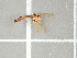  ( - NHMO-DAR-11715)  @11 [ ] CreativeCommons - Attribution Non-Commercial Share-Alike (2016) Unspecified University of Oslo, Natural History Museum