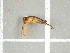  ( - NHMO-DAR-11716)  @11 [ ] CreativeCommons - Attribution Non-Commercial Share-Alike (2016) Unspecified University of Oslo, Natural History Museum