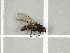  ( - NHMO-DAR-11718)  @11 [ ] CreativeCommons - Attribution Non-Commercial Share-Alike (2016) Unspecified University of Oslo, Natural History Museum