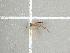  ( - NHMO-DAR-11721)  @11 [ ] CreativeCommons - Attribution Non-Commercial Share-Alike (2016) Unspecified University of Oslo, Natural History Museum