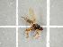  ( - NHMO-DAR-11723)  @12 [ ] CreativeCommons - Attribution Non-Commercial Share-Alike (2016) Unspecified University of Oslo, Natural History Museum