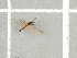  ( - NHMO-DAR-11759)  @11 [ ] CreativeCommons - Attribution Non-Commercial Share-Alike (2016) Unspecified University of Oslo, Natural History Museum