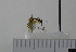  (Trichonta hamata - NHMO10069752)  @12 [ ] No Rights Reserved (2013) Unspecified University of Oslo, Natural History Museum