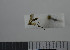  (Exechia parvula - NHMO10069813)  @12 [ ] No Rights Reserved (2013) Unspecified University of Oslo, Natural History Museum