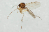  (Phronia strenua - NHMO_MYC00032)  @12 [ ] Copyright (2010) K. Sund University of Oslo University of Oslo