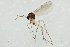  (Trichonta terminalis - NHMO_MYC00036)  @13 [ ] Copyright (2010) K. Sund University of Oslo University of Oslo