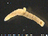  ( - CE19307)  @11 [ ] CreativeCommons - Attribution Non-Commercial Share-Alike (2015) NTNU University Museum, Department of Natural History NTNU University Museum, Department of Natural History