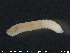  ( - CE20263)  @12 [ ] CreativeCommons - Attribution Non-Commercial Share-Alike (2015) NTNU University Museum, Department of Natural History NTNU University Museum, Department of Natural History
