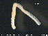  ( - CE22682)  @11 [ ] CreativeCommons - Attribution Non-Commercial Share-Alike (2015) NTNU University Museum, Department of Natural History NTNU University Museum, Department of Natural History