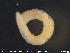  ( - CE22688)  @12 [ ] CreativeCommons - Attribution Non-Commercial Share-Alike (2015) NTNU University Museum, Department of Natural History NTNU University Museum, Department of Natural History