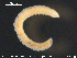  (Thalassodrilus - CE22692)  @12 [ ] CreativeCommons - Attribution Non-Commercial Share-Alike (2015) NTNU University Museum, Department of Natural History NTNU University Museum, Department of Natural History