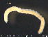  ( - CE22726)  @12 [ ] CreativeCommons - Attribution Non-Commercial Share-Alike (2015) NTNU University Museum, Department of Natural History NTNU University Museum, Department of Natural History