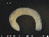 ( - CE23029)  @12 [ ] CreativeCommons - Attribution Non-Commercial Share-Alike (2015) NTNU University Museum, Department of Natural History NTNU University Museum, Department of Natural History