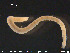  ( - CE23157)  @12 [ ] CreativeCommons - Attribution Non-Commercial Share-Alike (2015) NTNU University Museum, Department of Natural History NTNU University Museum, Department of Natural History