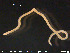  ( - CE23365)  @11 [ ] CreativeCommons - Attribution Non-Commercial Share-Alike (2015) NTNU University Museum, Department of Natural History NTNU University Museum, Department of Natural History