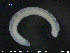  ( - CE23590)  @11 [ ] CreativeCommons - Attribution Non-Commercial Share-Alike (2015) NTNU University Museum, Department of Natural History NTNU University Museum, Department of Natural History