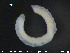  ( - CE23591)  @11 [ ] CreativeCommons - Attribution Non-Commercial Share-Alike (2015) NTNU University Museum, Department of Natural History NTNU University Museum, Department of Natural History