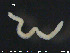  ( - CE23769)  @12 [ ] CreativeCommons - Attribution Non-Commercial Share-Alike (2015) NTNU University Museum, Department of Natural History NTNU University Museum, Department of Natural History