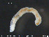 (Nais alpina - CE24083)  @12 [ ] CreativeCommons - Attribution Non-Commercial Share-Alike (2015) NTNU University Museum, Department of Natural History NTNU University Museum, Department of Natural History