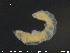  ( - CE24181)  @11 [ ] CreativeCommons - Attribution Non-Commercial Share-Alike (2015) NTNU University Museum, Department of Natural History NTNU University Museum, Department of Natural History