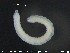  ( - CE24721)  @11 [ ] CreativeCommons - Attribution Non-Commercial Share-Alike (2015) NTNU University Museum, Department of Natural History NTNU University Museum, Department of Natural History