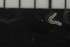  ( - CE28172)  @11 [ ] CreativeCommons - Attribution Share-Alike (2017) Christer Erséus University of Gothenburg