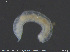  ( - CE28539)  @11 [ ] Creative Commons  Attribution Non-Commercial Share-Alike (2019) NTNU University Museum, Department of Natural History NTNU University Museum, Department of Natural History