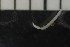  ( - CE29696)  @11 [ ] CreativeCommons - Attribution Share-Alike (2017) Christer Erséus University of Gothenburg
