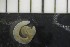  (Potamothrix bedoti CEB - CE29778)  @11 [ ] CreativeCommons - Attribution Share-Alike (2017) Christer Erséus University of Gothenburg