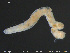 ( - CE29930)  @11 [ ] Creative Commons  Attribution Non-Commercial Share-Alike (2017) NTNU University Museum, Department of Natural History NTNU University Museum, Department of Natural History