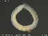  ( - CE34179)  @11 [ ] Creative Commons  Attribution Non-Commercial Share-Alike (2019) NTNU University Museum, Department of Natural History NTNU University Museum, Department of Natural History