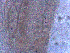  ( - BON_27_2020)  @11 [ ] CreativeCommons - Attribution Share-Alike (2023) Eric Sanford University of California, Davis
