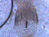  ( - BON_27_2020)  @11 [ ] CreativeCommons - Attribution Share-Alike (2023) Eric Sanford University of California, Davis
