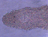  ( - BON_75_2020)  @11 [ ] CreativeCommons - Attribution Share-Alike (2024) Eric Sanford University of California, Davis