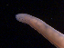  ( - BON_76_2020)  @11 [ ] CreativeCommons - Attribution Share-Alike (2024) Eric Sanford University of California, Davis