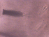  ( - BON_76_2020)  @11 [ ] CreativeCommons - Attribution Share-Alike (2024) Eric Sanford University of California, Davis