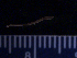  ( - BON_81_2020)  @11 [ ] CreativeCommons - Attribution Share-Alike (2024) Eric Sanford University of California, Davis
