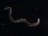  ( - BON_81_2020)  @11 [ ] CreativeCommons - Attribution Share-Alike (2024) Eric Sanford University of California, Davis