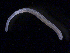  ( - BON_87_2020)  @11 [ ] CreativeCommons - Attribution Share-Alike (2024) Eric Sanford University of California, Davis